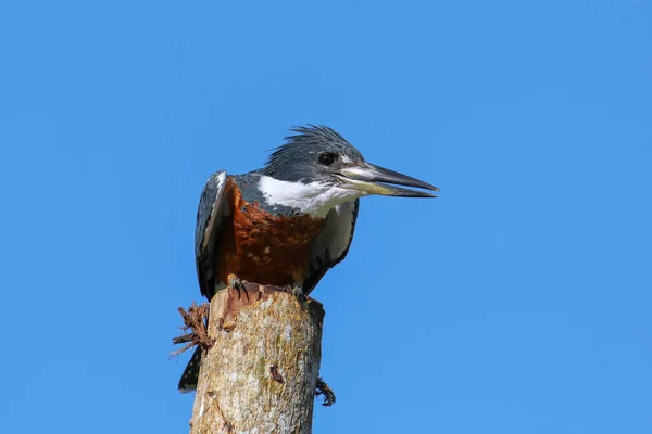 Ringed Kingfisher Megaceryle Torquata Sitting Wooden Pole Costa Rica — Stock Photo, Image