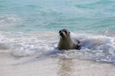 Galapagos deniz aslanı Espanola Adası, Galapagos Ulusal Parkı, Ekvador 'daki Gardner Körfezi' nde oynuyor. Bu deniz aslanları sadece Galapagos 'ta ürerler..