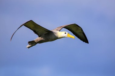 Albatros (Phoebastria irrorata) uçuş Espanola Adası, Galapagos Milli Parkı, Ekvador'el salladı. Öncelikle Espanola adada salladı Albatros doğurmak.
