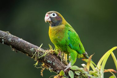 Brown-hooded parrot (Pyrilia haematotis) sitting on a tree branch clipart