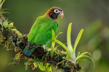 Bir ağaç dalında oturan kahverengi başlıklı papağan (Pyrilia hematotis)