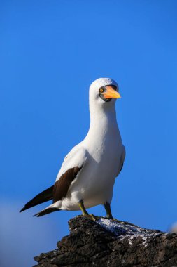 Nazca bubi (Sula granti) Espanola Adası Galapagos Milli Parkı, Ecuador.