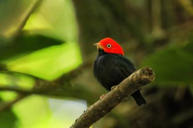 Kosta Rika 'da bir dalda oturan kırmızı başlıklı manakin (Ceratopipra mentalis)