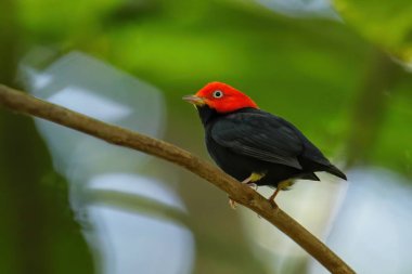 Kosta Rika 'da bir dalda oturan kırmızı başlıklı manakin (Ceratopipra mentalis)