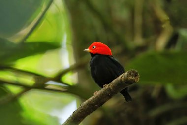 Kosta Rika 'da bir dalda oturan kırmızı başlıklı manakin (Ceratopipra mentalis)