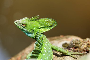 Kosta Rika 'da bir kütüğün üzerinde oturan erkek tüylü basilisk (Basiliscus plumifrons)
