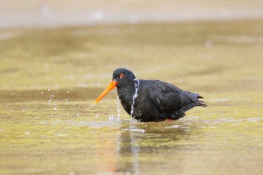 Değişken istiridye yakalayıcı (Haematopus unicolor) sığ suda yıkanma, Abel Tasman Ulusal Parkı, Güney Adası, Yeni Zelanda