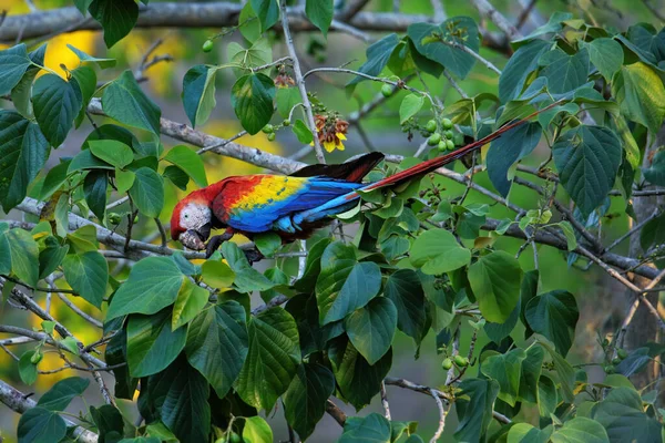 코스타리카의 나무에서 과일을 마카우 마카오 — 스톡 사진