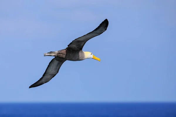 Albatros Ondulés Phoebastria Irrorata Vol Sur Île Espanola Parc National — Photo