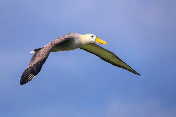 Intett Albatrosz Phoebastria Irrorata Repülés Espanola Szigeten Galapagos Nemzeti Park — Stock Fotó
