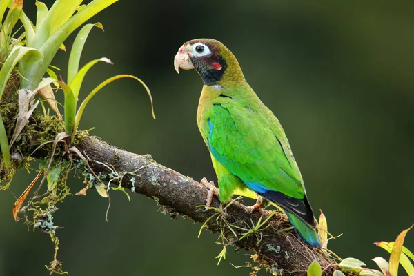 Brown Hooded Parrot Pyrilia Haematotis Sitting Tree Branch — Stock Photo, Image