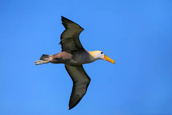 Waved Albatross Phoebastria Irrorata Flight Espanola Island Galapagos National Park — Stock Photo, Image