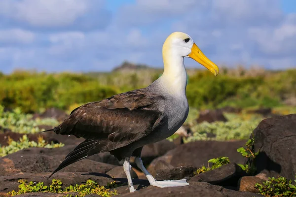 Albatros Ondeados Phoebastria Irrorata Isla Española Parque Nacional Galápagos Ecuador — Foto de Stock
