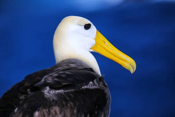 Portrait Waved Albatross Phoebastria Irrorata Espanola Island Galapagos National Park — Stock Photo, Image