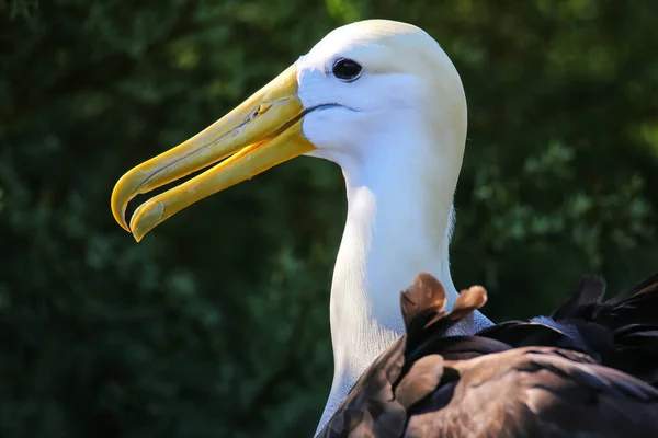 Retrato Del Albatros Ondulado Phoebastria Irrorata Isla Española Parque Nacional — Foto de Stock