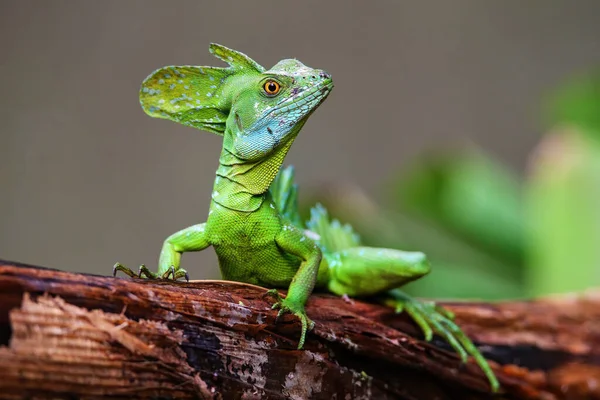 Männlicher Gefiederter Basilisk Basiliscus Plumifrons Sitzt Auf Einem Baumstamm Costa — Stockfoto