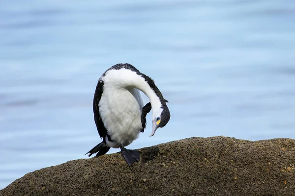 Little Pied Cormorant Microcarbo Melanoleucos Περιποίηση Abel Tasman National Park — Φωτογραφία Αρχείου