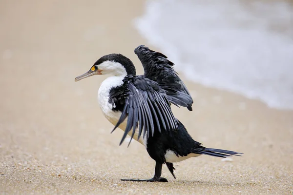 Μικρή Κατειλημμένη Κορμοράνος Microcarbo Melanoleucos Απλώνοντας Φτερά Στην Παραλία Abel — Φωτογραφία Αρχείου