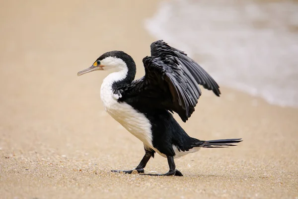 Kleine Aalscholver Microcarbo Melanoleucos Die Vleugels Uitspreidt Het Strand Abel — Stockfoto