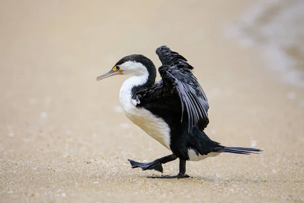 Маленький Баклан Microcarbo Melanoleucos Расправляющий Крылья Пляже Национальный Парк Абель — стоковое фото