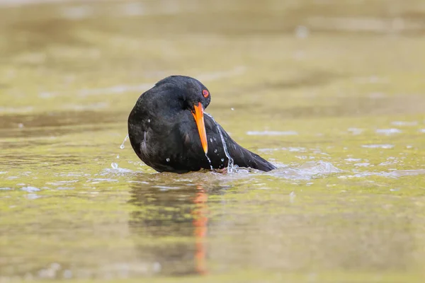 Переменная Устрица Haematopus Unicolor Купается Мелководье Национальный Парк Абель Тасман — стоковое фото