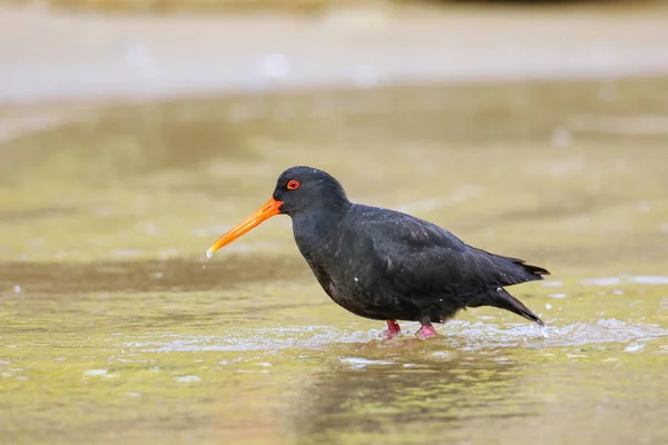 Huîtrier Variable Haematopus Unicolor Debout Eau Peu Profonde Parc National — Photo