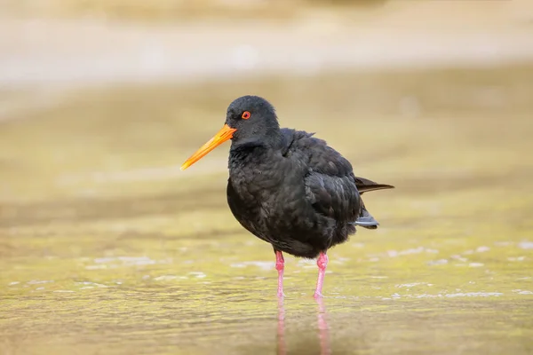 Μεταβλητό Στρείδι Haematopus Unicolor Στέκεται Ρηχά Νερά Abel Tasman National — Φωτογραφία Αρχείου