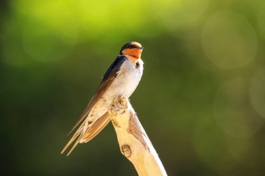 Hoş geldiniz kırlangıç (Hirundo tahitica) bir çubukta oturuyor, Abel Tasman Ulusal Parkı, Güney Adası, Yeni Zelanda