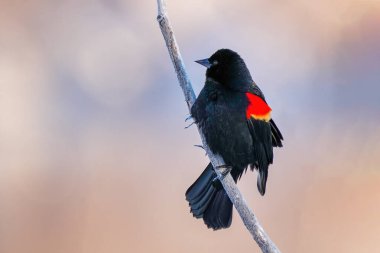 Kırmızı kanatlı karatavuk (Agelaius phoeniceus) Colorado 'da bir ağaçta oturuyor.