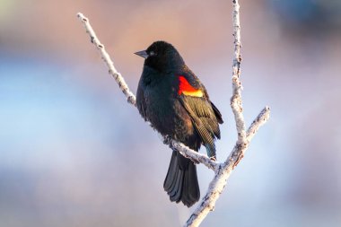 Kırmızı kanatlı karatavuk (Agelaius phoeniceus) Colorado 'da bir ağaçta oturuyor.