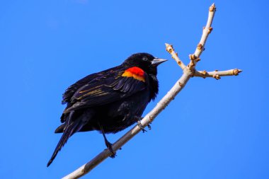 Kırmızı kanatlı karatavuk (Agelaius phoeniceus) Colorado 'da bir ağaçta oturuyor.
