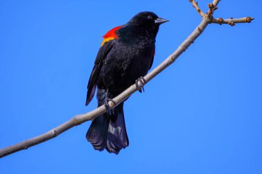 Kırmızı kanatlı karatavuk (Agelaius phoeniceus) Colorado 'da bir ağaçta oturuyor.