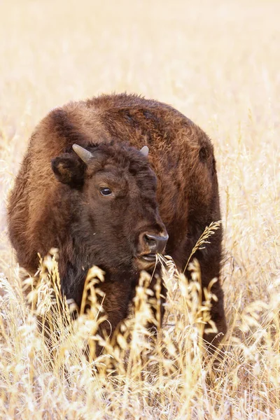 Genç Bizon Sonbahar Boyunca Bir Tarlada Duruyor Grand Teton Ulusal — Stok fotoğraf