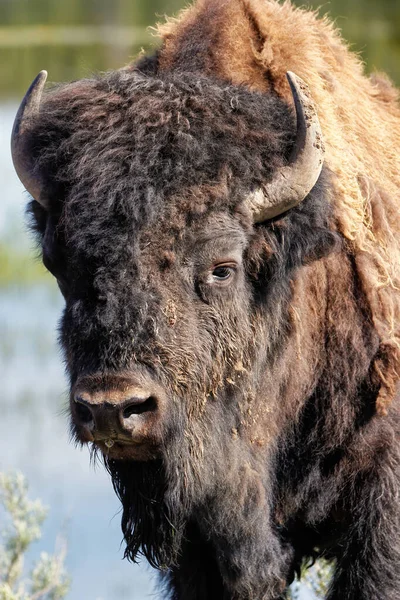 Portrait Male Bison Yellowstone National Park Wyoming Usa — Stock Photo, Image