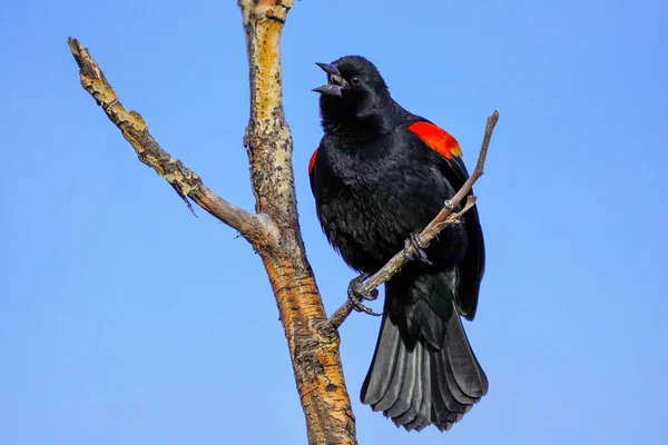 Červenokřídlený Kos Agelaius Phoeniceus Sedící Stromě Colorado — Stock fotografie