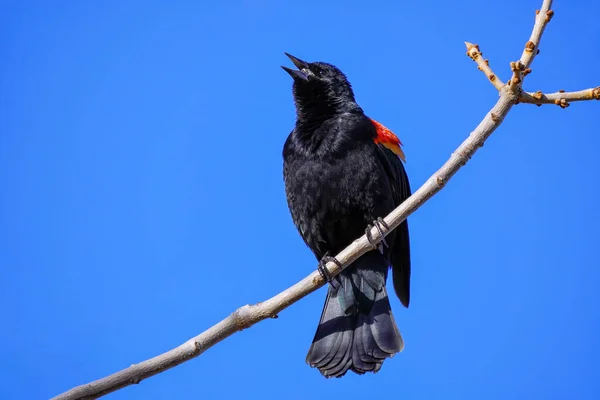 Mirlo Alado Rojo Agelaius Phoeniceus Sentado Árbol Colorado — Foto de Stock