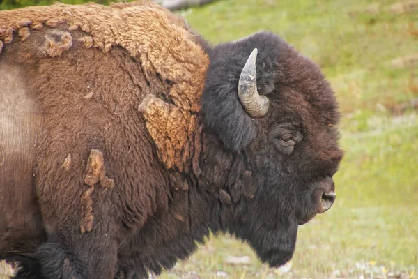 Vue Rapprochée Bison Mâle Marchant Dans Parc National Yellowstone Wyoming — Photo