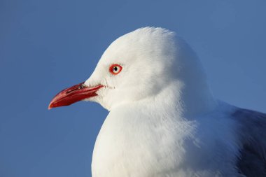 Kızıl gagalı martının portresi, Kaikoura yarımadası, Güney Adası, Yeni Zelanda. Bu kuş Yeni Zelanda 'da doğmuştur..
