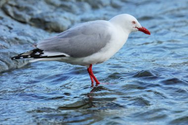 Kırmızı gagalı martı Kaikoura sahil yarımadanın Güney Island, Yeni Zelanda. Yeni Zelanda için yerel bir kuştur.