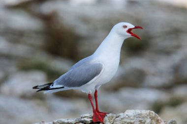 Kırmızı gagalı martı Kaikoura sahil yarımadanın Güney Island, Yeni Zelanda. Yeni Zelanda için yerel bir kuştur.