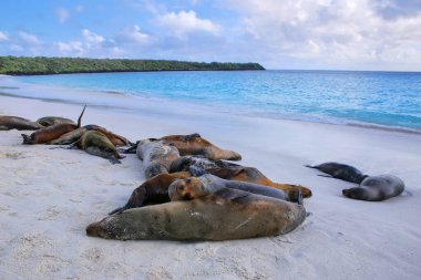 Galapagos deniz aslanları grubu Ekvador 'daki Galapagos Ulusal Parkı, Espanola Adası, Gardner Körfezi' ndeki kumlu sahilde dinleniyor. Bu deniz aslanları sadece Galapagos 'ta ürerler..