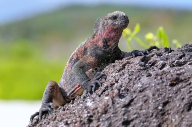 Marine iguana (Amblyrhynchus cristatus) on Espanola Island, Galapagos National park, Ecuador. Marine iguana of Espanola Island has red markings on its back. clipart