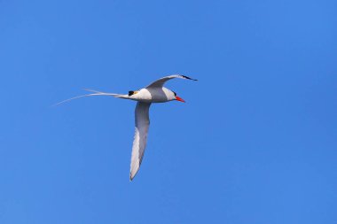 Kırmızı gagalı Tropik kuşu (Phaethon aethereus) uçuş Espanola Adası Galapagos Milli Parkı, Ecuador.