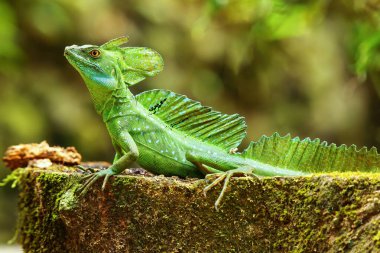 Kosta Rika 'da bir kütüğün üzerinde oturan erkek tüylü basilisk (Basiliscus plumifrons)