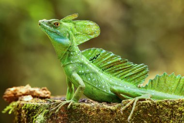 Kosta Rika 'da bir kütüğün üzerinde oturan erkek tüylü basilisk (Basiliscus plumifrons)