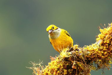 Kosta Rika 'da bir dalda oturan gümüş boğazlı tanager (Tangara icterocephala)