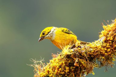 Kosta Rika 'da bir dalda oturan gümüş boğazlı tanager (Tangara icterocephala)
