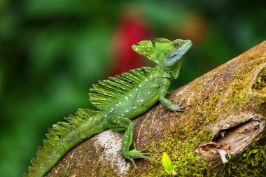 Kosta Rika 'da bir kütüğün üzerinde oturan erkek tüylü basilisk (Basiliscus plumifrons)