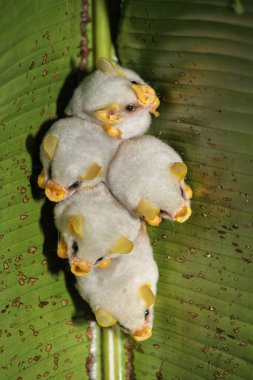 Honduras beyaz yarasalarının tüneyen kolonisi (Ectophylla alba), Kosta Rika