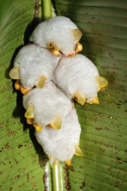 Honduras beyaz yarasalarının tüneyen kolonisi (Ectophylla alba), Kosta Rika